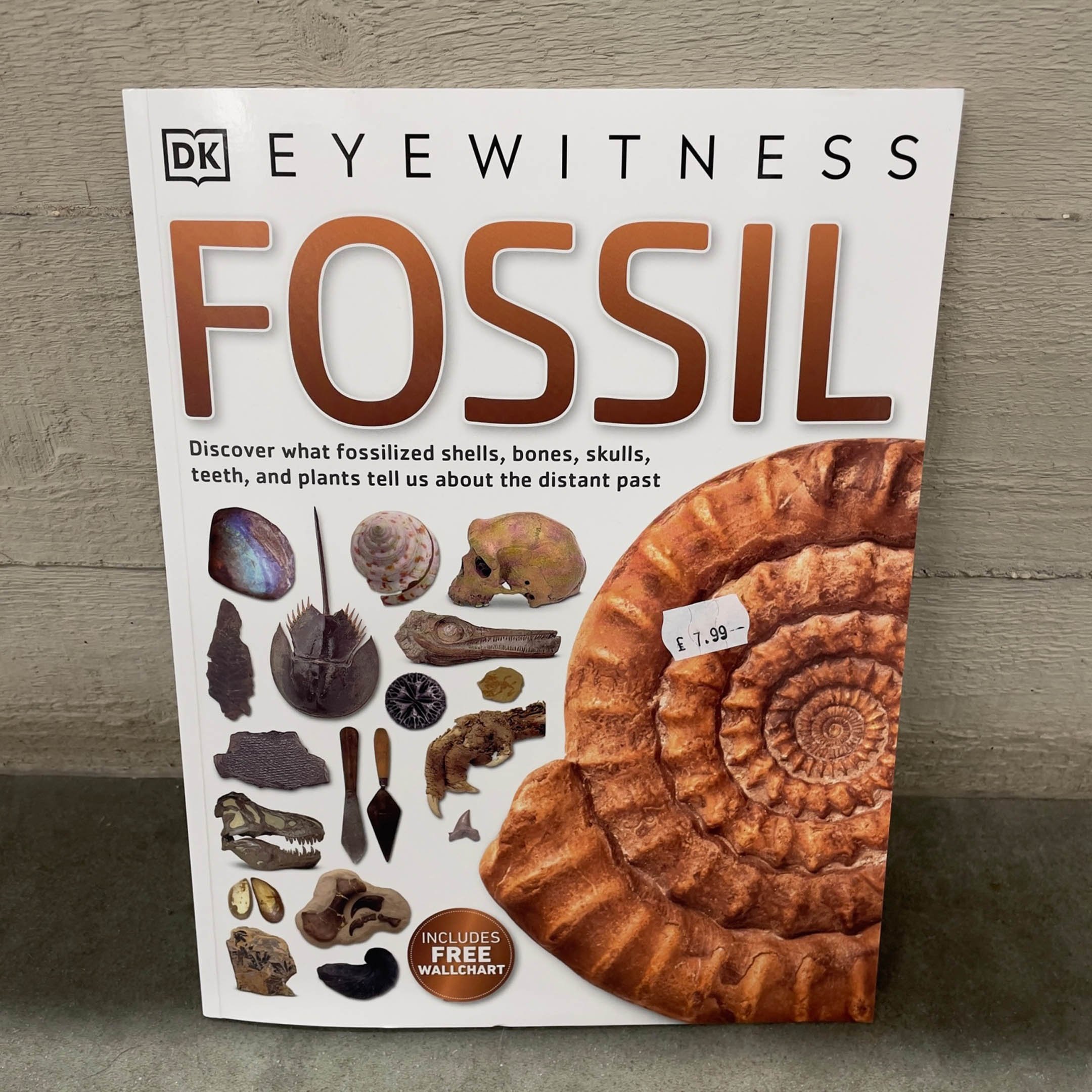 Eyewitness Fossil Book — The Etches Collection